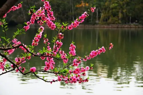三月桃花醉西湖,西湖美景似苏杭