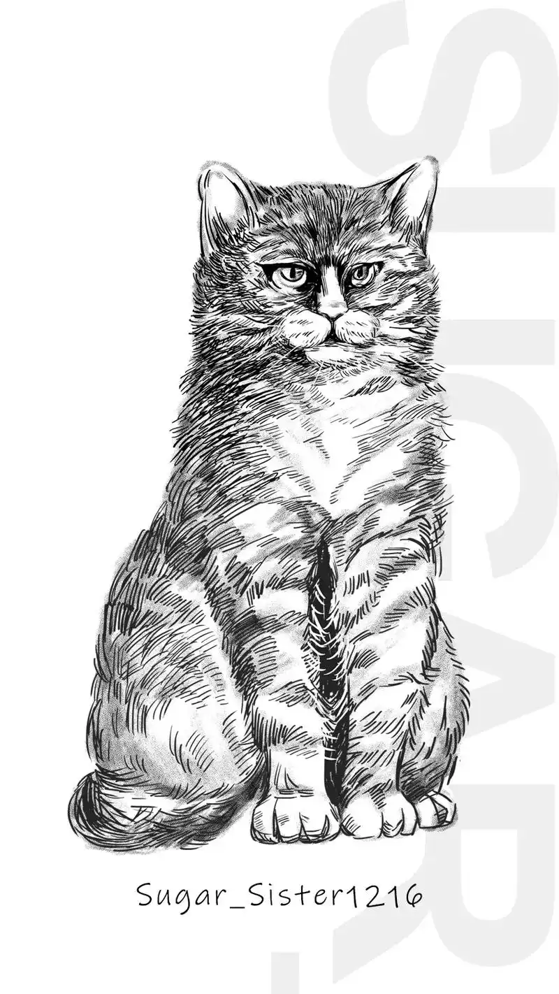 简笔画教程之坐着的猫【含步骤】#创作灵感 #简笔画 #铅笔画 - 抖音