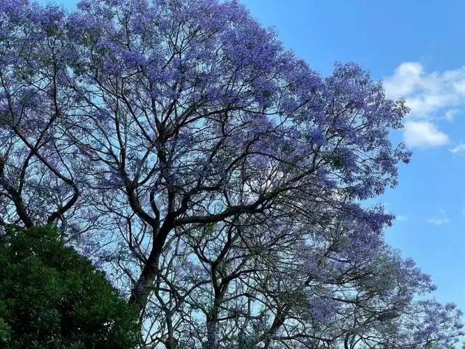 昆明教场中路蓝花楹