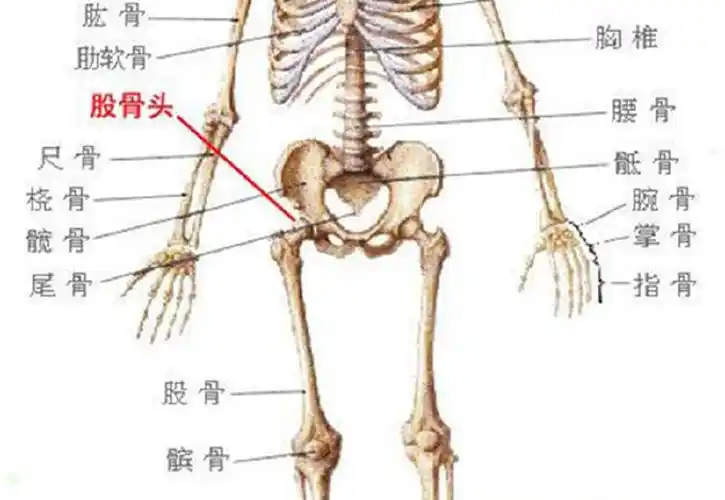 股骨头坏死导致双腿长短不一怎么办