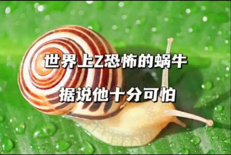 恐怖蜗牛
