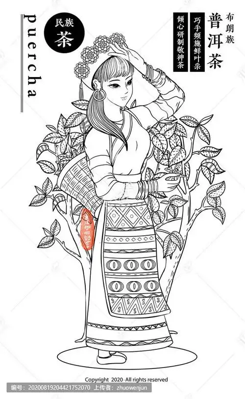 云南少数民族布朗族普洱茶插画
