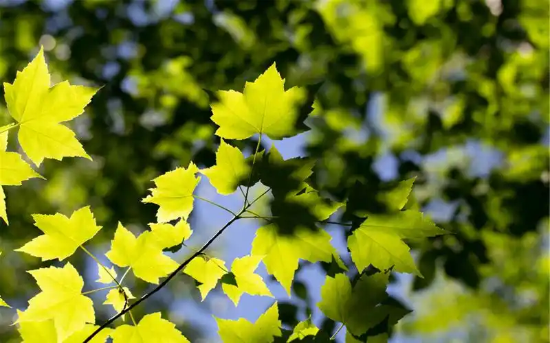 清新自然风景摄影图片桌面壁纸