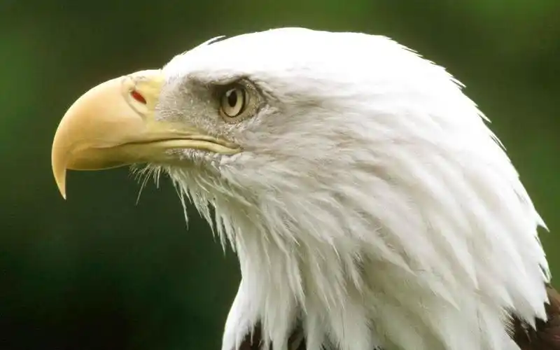 老鹰精美壁纸_夕阳照射下的老鹰