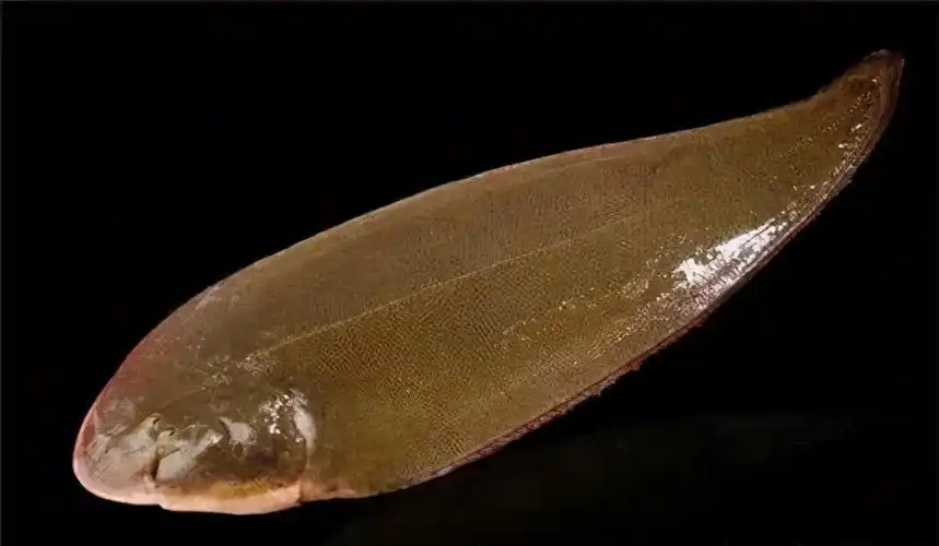 东盛澜丨如何选购新鲜龙利鱼?这三个技巧贴心奉上