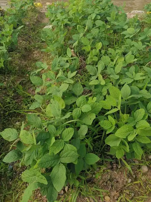 那是黄豆苗,长大了,会接像毛毛虫一样的豆角.