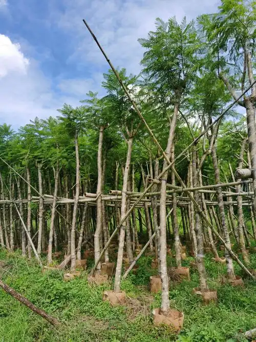 低价供应自家812分蓝花楹袋苗市政货量大价优