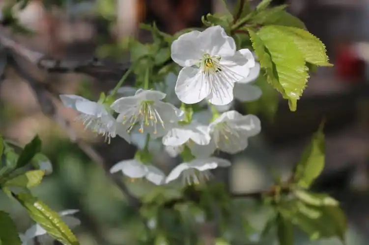 樱花,自然,开花,绽放,甜樱桃,樱桃,树
