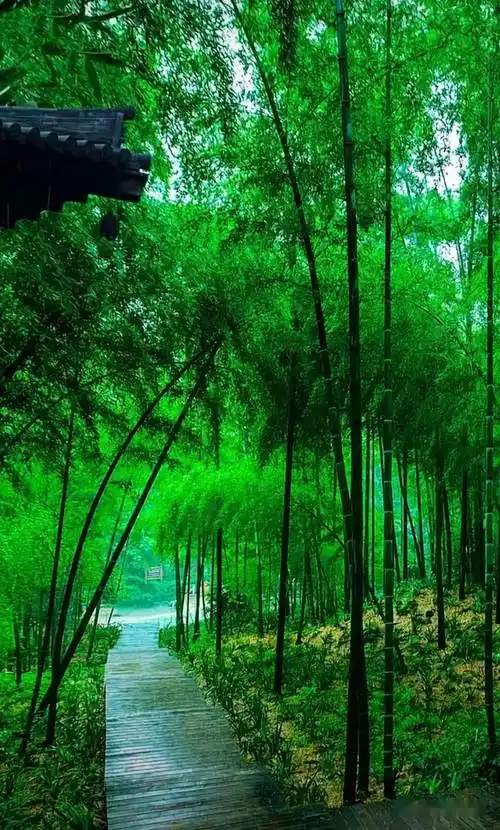 这竹林,真清心!_明月_江南青_暑热