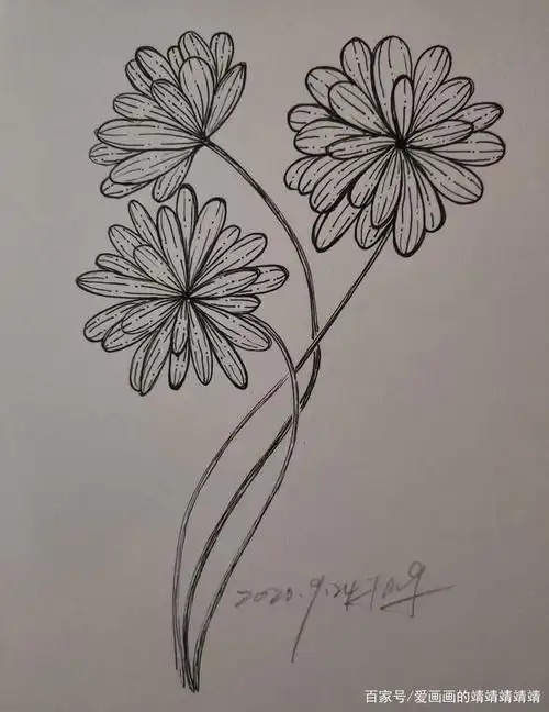 零基础简笔画线描花卉,一支笔也可以画