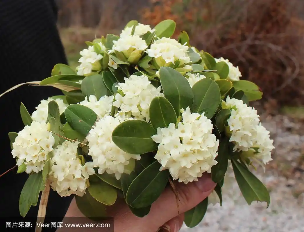 美丽的白花瑞香在盛开,野生从森林