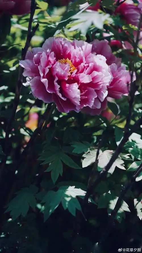 壁纸 花 桌面 690_1226 竖版 竖屏 手机