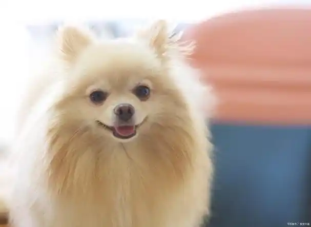 博美狗,这种可爱的小型犬种,以其浓密的毛发,灵活的身姿和友善的性格