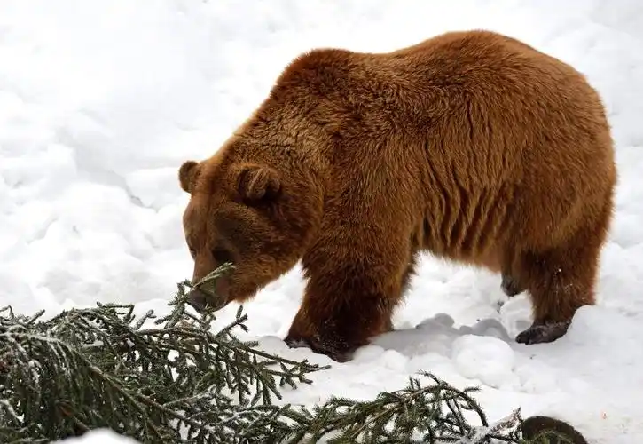 棕色的熊,后休眠的野生棕熊
