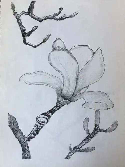 北京的白玉兰,花期已经尾声.可我还没画够呢96