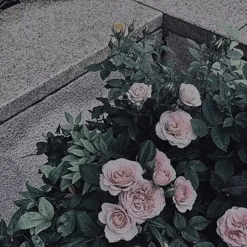 无字背景图〖杂2〗