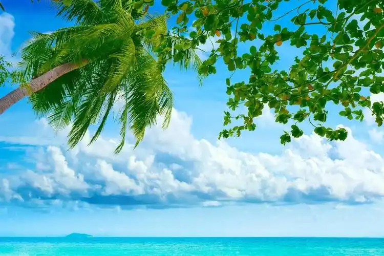 棕榈树湖面倒影清新风景高清壁纸图片(3840x2160) - 4k风景高清壁纸