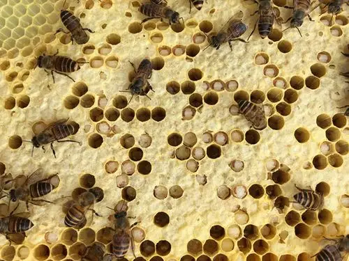 蜜蜂巢虫灵药巢虫清木片中蜂棉虫药巢虫净白头蛹不用脱蜂直接喷脾