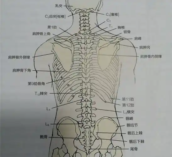被限制的胸椎活动