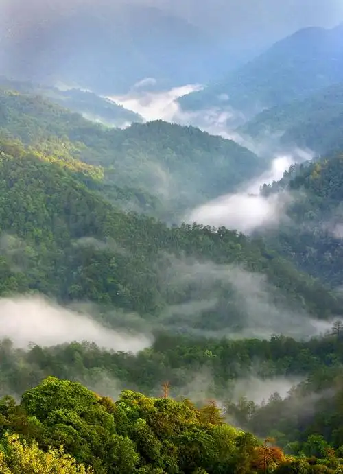 广东车八岭国家级自然保护区科研监测云服务平台