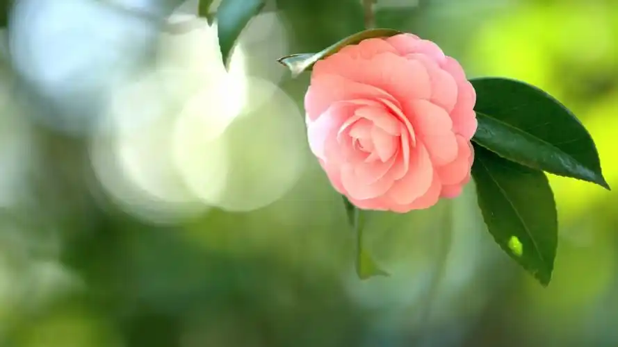 山茶花植物写真,高清图片,电脑桌面-壁纸族