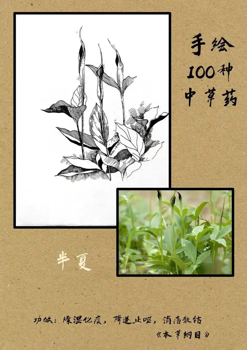 手绘100种中草药半夏半夏素材图