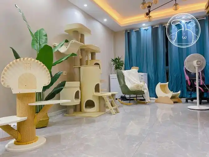 猫舍部分环境展示布偶猫金渐层猫舍