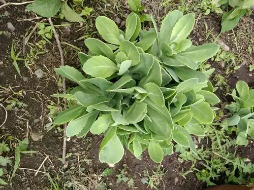 云南白药因土匪而扬名配方列入国家保密级别却在美国被公开