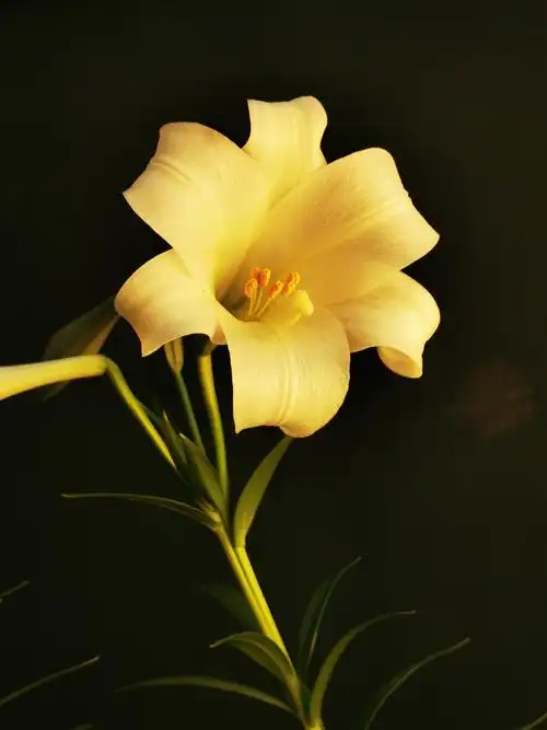 《百合百合百年好合》一起来赏我家的百合花吧——送给你祝福!