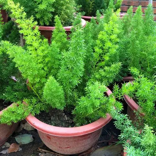 狐尾天门冬使用作用如何,使用感受怎么样_翠蝶恋植物网