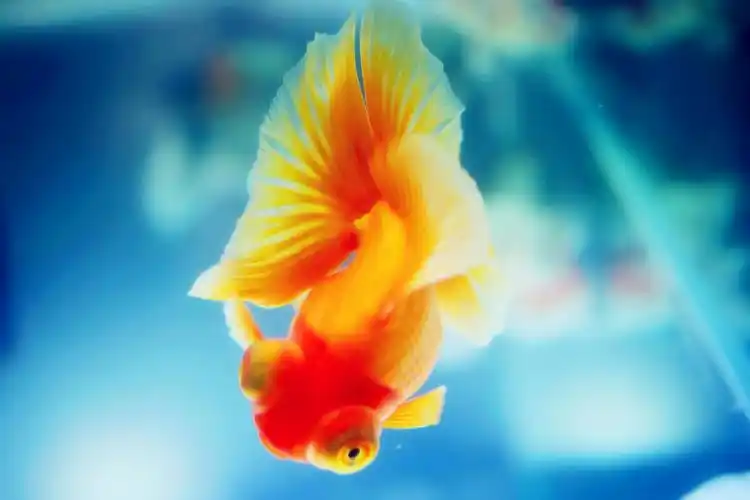 清新可爱金鱼宽屏壁纸_好看的小金鱼