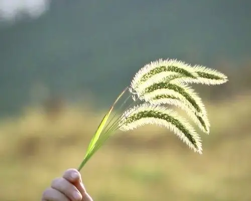 人生最美是淡然