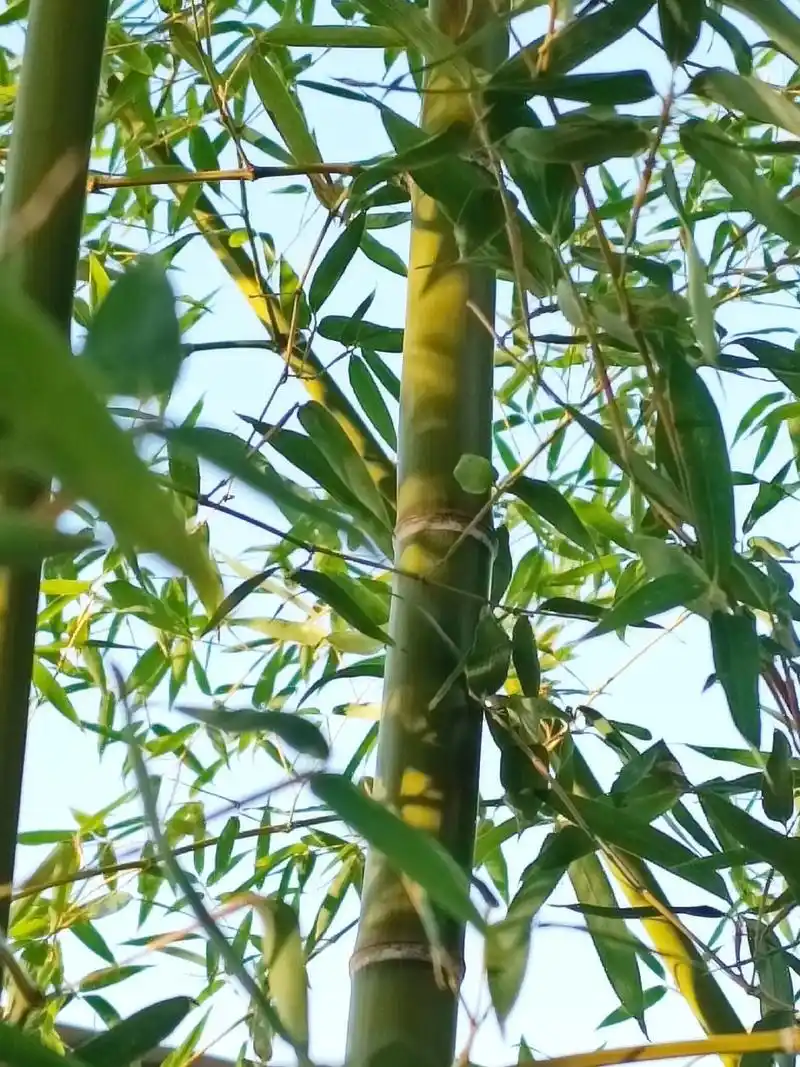 竹林清風,沁人心脾.#分享照片 #古风 #竹 #唯美意境  - 抖音