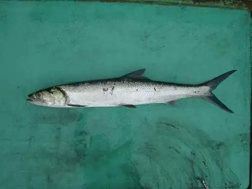 acanthopagrus latus   ,  也称 黄鳍鲷,黄脚立 高级的食用鱼 下图