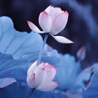 抖音/荷花头像/_微信头像_我要个性网