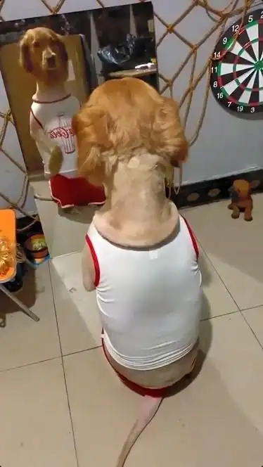 萌宠部落格金毛剃完毛以后看到镜子