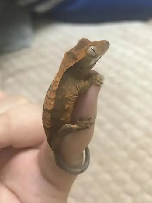 小老头变小鲜肉06蜕皮还需努力