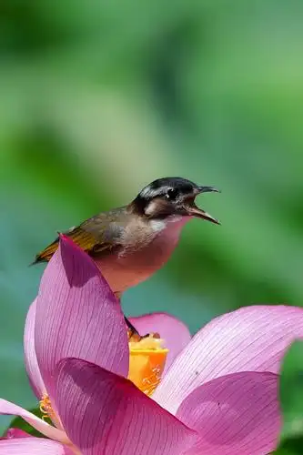 华人摄影创作艺术交流俱乐部视觉盛宴作品展第三十期(花鸟作品展二)