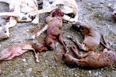 可可西里又闻枪声藏羚羊惨死盗猎者枪下