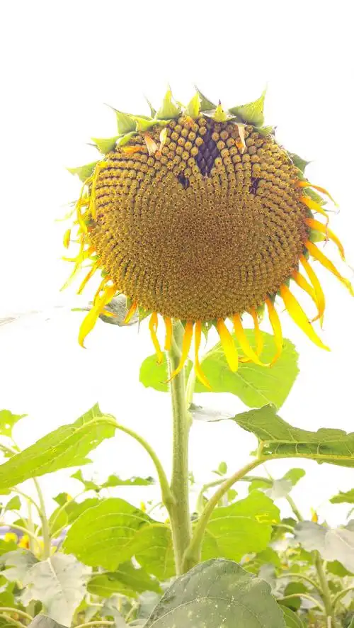 2019余杭艺尚小镇向日葵花海