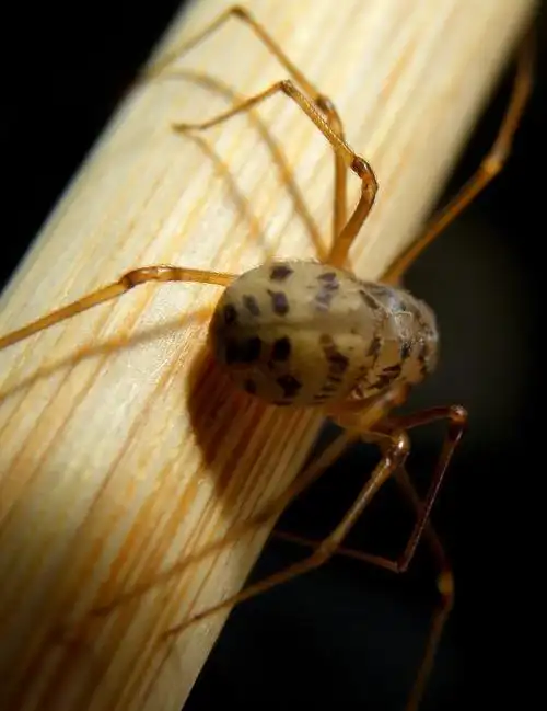 家养的蜘蛛会pose