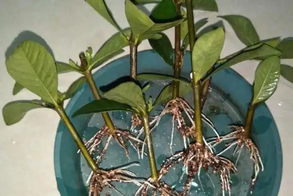 不知道怎么扦插栀子花小梁告诉您2种方法生根快成功率高