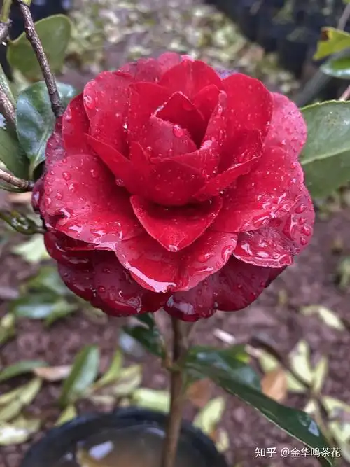 金碧辉煌茶花 - 知乎