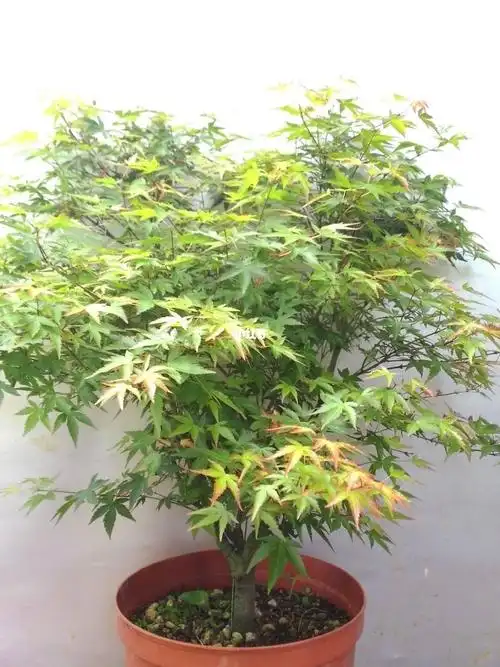 叶最小的枫树品种之一小町姬