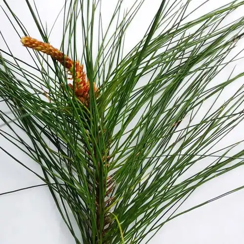 [松针批发]马尾松,鲜松针叶价格2.3元/公斤 - 惠农网