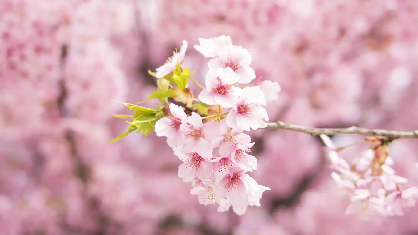 超清粉色樱花唯美高清桌面壁纸