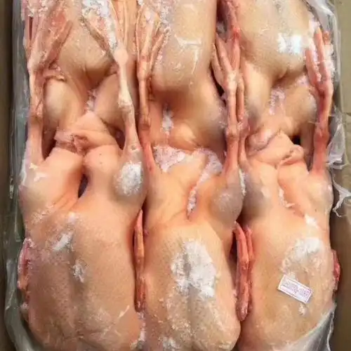 新鲜冷冻白条鹅整鹅全鹅光鹅大白鹅整箱40斤饭店卤菜食材整箱40斤6只