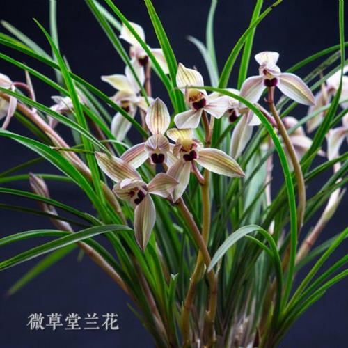 兰花 莲瓣兰 心心相印 经典红花 盆栽 室内 阳台 花卉