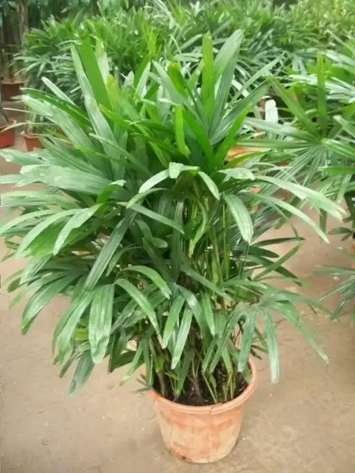 粗棕竹植物图片第5张