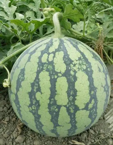 8424西瓜 东台8424大量上市了!水分足甜度大!欢迎大家来实地察看!